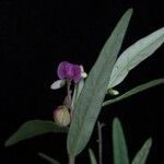 Polygala persicariifolia आदत