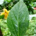 Hibiscus boryanus Blad