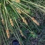 Carex vulpinoidea Flower