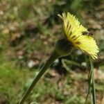 Crepis albida 花