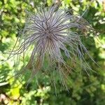 Pulsatilla alpina Froito