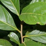 Cinnamomum triplinerve 葉