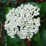 Viburnum rugosum 花