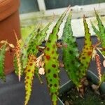 Begonia amphioxus Blad
