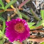 Carpobrotus acinaciformis花