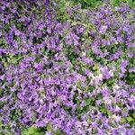 Campanula portenschlagiana عادت داشتن