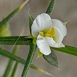 Fagonia indica Fiore