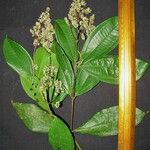 Miconia longifolia Други