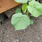 Abutilon theophrasti Blad