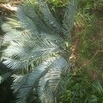 Encephalartos lehmannii ഇല