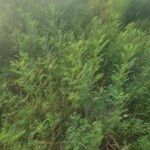 Indigofera arrecta Folha
