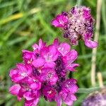 Armeria maritima Kvet