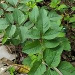 Bidens alba ഇല