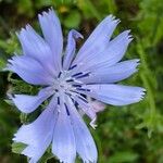 Cichorium endiviaKvet