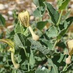 Aristolochia pistolochia Blomst