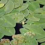 Nuphar pumila Feuille