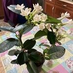 Stephanotis floribunda 花