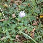 Lactuca floridanaFlower