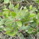 Laguncularia racemosa Folla