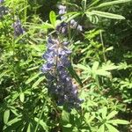 Lupinus formosus Flor