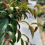 Aeschynanthus longicaulis Leaf