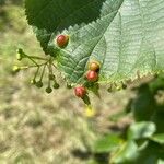 Tilia × europaea পাতা