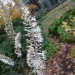 Actaea racemosa Floro