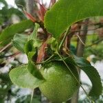 Passiflora edulis Fruit