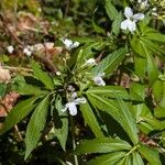 Cardamine heptaphylla പുഷ്പം