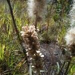 Pterocaulon alopecuroides Flower