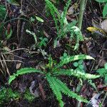 Asplenium anisophyllum Habit