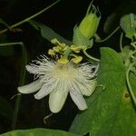 Passiflora subpeltata പുഷ്പം