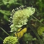 Scabiosa ochroleuca 花