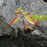 Kalanchoe longiflora Hoja