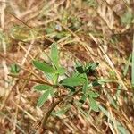 Stylosanthes guianensis Leaf