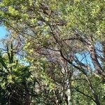 Acacia dealbata Habitus