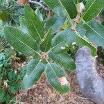 Quercus wislizeni 葉