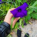 Ipomoea capillacea Flower