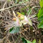 Capparis zeylanica Flower