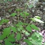 Actaea pachypoda Levél