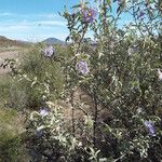 Solanum hindsianum Vivejo