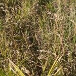 Carex muskingumensis Habit