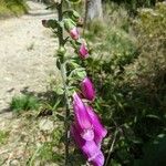 Digitalis purpureaফুল