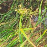 Scirpus sylvaticus 花