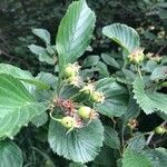 Crataegus punctata Fruit