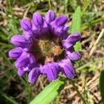 Prunella grandiflora Virág