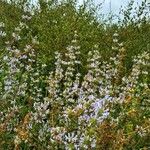 Salvia melliferaFlower