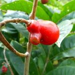 Paullinia elegans Fruit