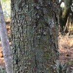 Sterculia murex Bark