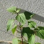 Ageratina adenophora Лист
